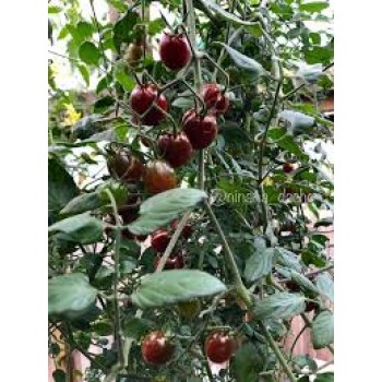 СЕКРЕТ ПАУЛИНЫ (Paulina’s Secret), 10 шт