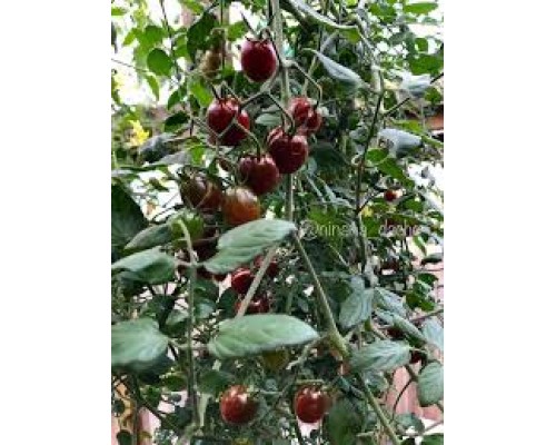 СЕКРЕТ ПАУЛИНЫ (Paulina’s Secret), 10 шт