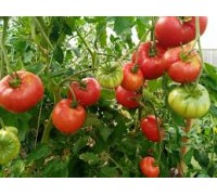 СТАРОВЕРОВ, 10 шт