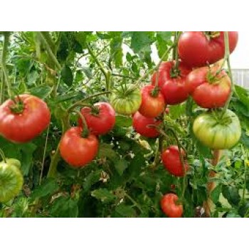 СТАРОВЕРОВ, 10 шт