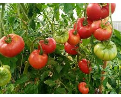 СТАРОВЕРОВ, 10 шт