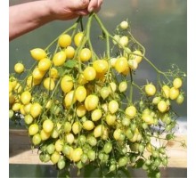 СУМАСШЕДШИЕ ВИШНИ БАРРИ  (Barry’s Crazy Cherry) , 10 шт