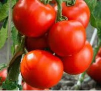 ТУРГАЙ, 10 шт.