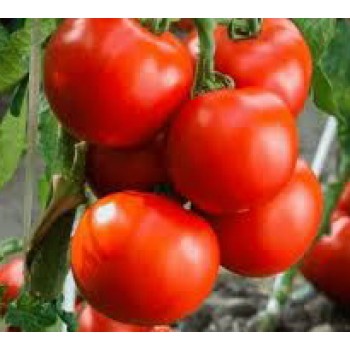 ТУРГАЙ, 10 шт.