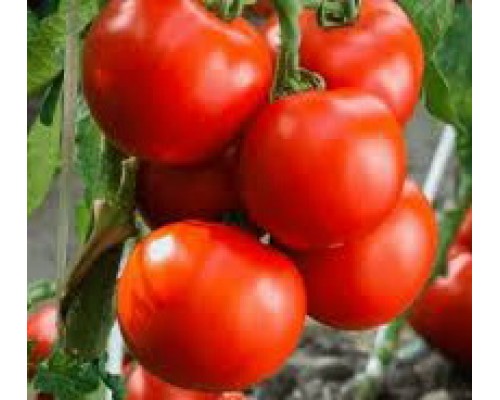 ТУРГАЙ, 10 шт.