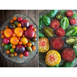 коллекционные сорта томатов