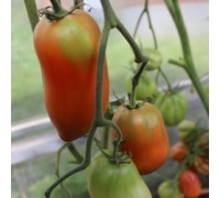 ВЕНГЕРСКИЕ РОССЫПИ (Hungarian placers), 10 шт