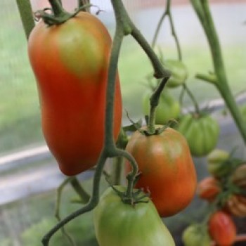 ВЕНГЕРСКИЕ РОССЫПИ (Hungarian placers), 10 шт