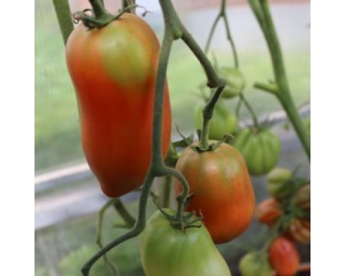 ВЕНГЕРСКИЕ РОССЫПИ (Hungarian placers), 10 шт