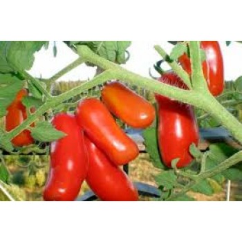 ВЕСЕЛЫЙ ГНОМ, 10 шт