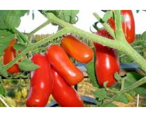 ВЕСЕЛЫЙ ГНОМ, 10 шт