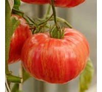 ВИНТАЖ ВАЙН  (Vintage Wine), 10 шт