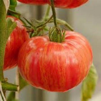 ВИНТАЖ ВАЙН  (Vintage Wine), 10 шт