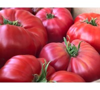 БРЕНДИВАЙН ЛИНИЯ САДДАТА (Brandywine Sudduth’s Strain), 10 шт.