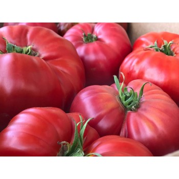 БРЕНДИВАЙН ЛИНИЯ САДДАТА (Brandywine Sudduth’s Strain), 10 шт.