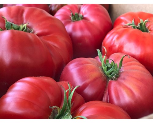 БРЕНДИВАЙН ЛИНИЯ САДДАТА (Brandywine Sudduth’s Strain), 10 шт.