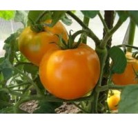 ЗОЛОТОЙ ТЕТИ ГЕРТИ  (Aunt Gertie's Gold), 10 шт