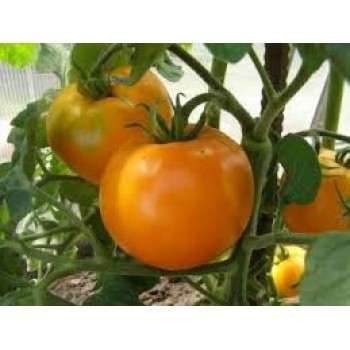 ЗОЛОТОЙ ТЕТИ ГЕРТИ  (Aunt Gertie's Gold), 10 шт