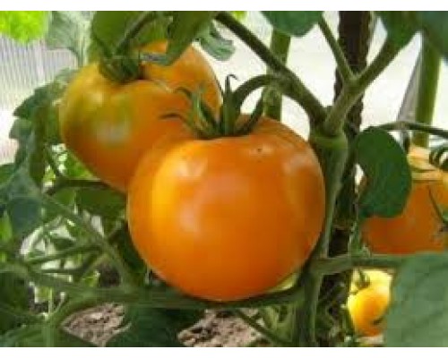 ЗОЛОТОЙ ТЕТИ ГЕРТИ  (Aunt Gertie's Gold), 10 шт