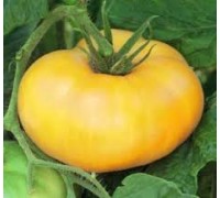 ЗОЛОТОЙ ТЕТИ ГЕРТИ (Aunt Gertie's Gold), 10 шт