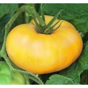 ЗОЛОТОЙ ТЕТИ ГЕРТИ (Aunt Gertie's Gold), 10 шт