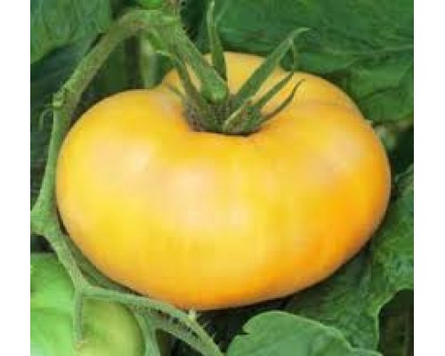 ЗОЛОТОЙ ТЕТИ ГЕРТИ (Aunt Gertie's Gold), 10 шт