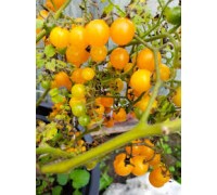БЕЗУМИЕ ЗОЛОТОЙ СМОРОДИНЫ (Gold Rush Currant), 10 шт