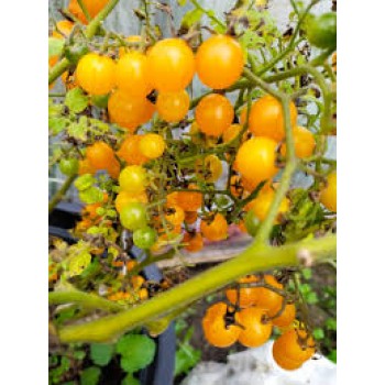 БЕЗУМИЕ ЗОЛОТОЙ СМОРОДИНЫ (Gold Rush Currant), 10 шт