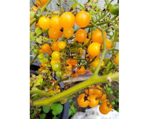 БЕЗУМИЕ ЗОЛОТОЙ СМОРОДИНЫ (Gold Rush Currant), 10 шт