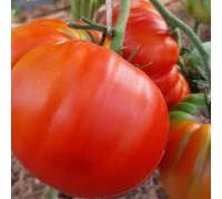 ЗУРАБА КУХИНИДЗЕ, 10 шт