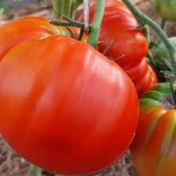 ЗУРАБА КУХИНИДЗЕ, 10 шт