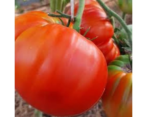 ЗУРАБА КУХИНИДЗЕ, 10 шт